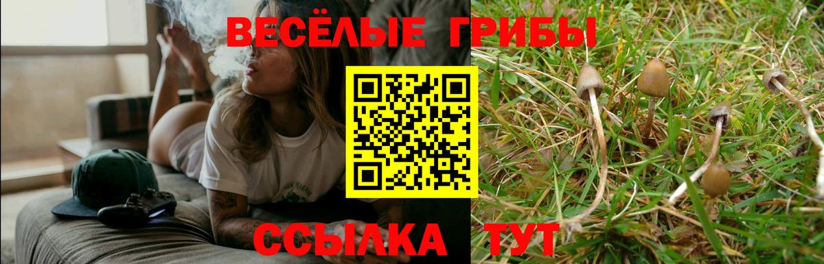 Галлюциногенные грибы Psilocybe Белгород